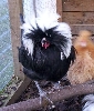 WC Black poland cockerel 1