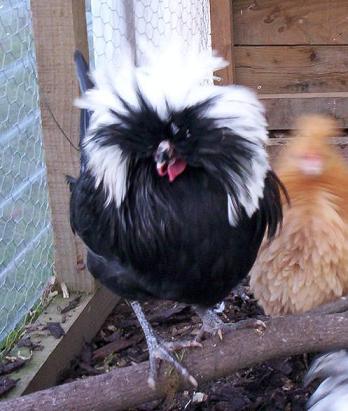 WC Black poland cockerel 1