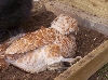 partridge orpington