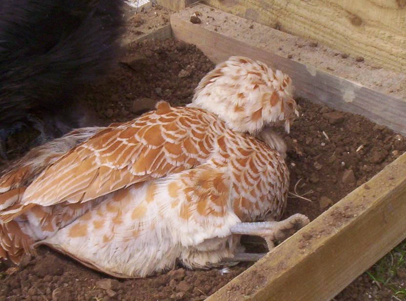 partridge orpington