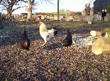 White cested black poland