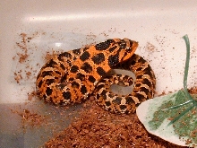 Gloucester Co. VA locality Eastern Hognose