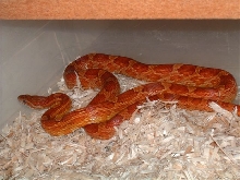 02 1.0 cornsnake