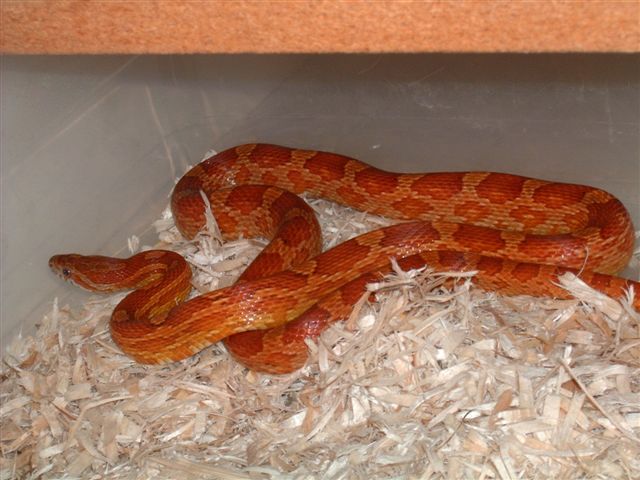 02 1.0 cornsnake