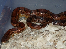 Wc male corn
