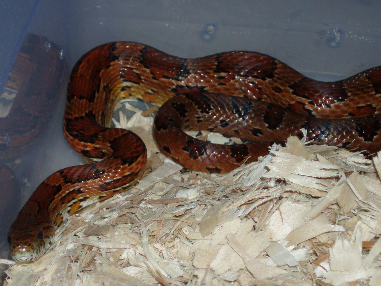 Wc male corn
