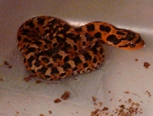 another pic of eastern
