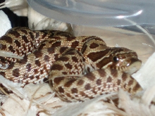 06 hatchling