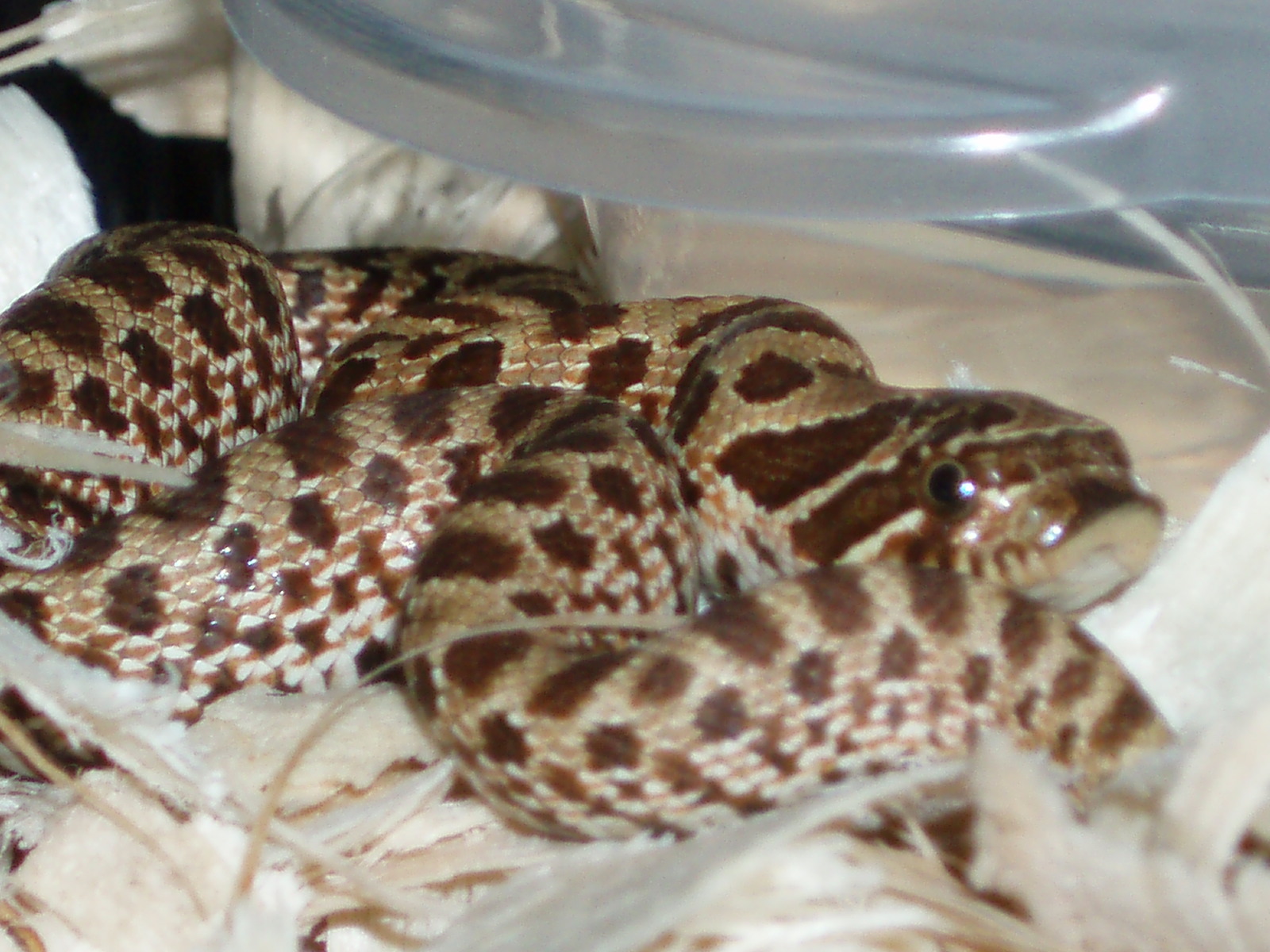 06 hatchling