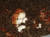 female corn laying 27 eggs