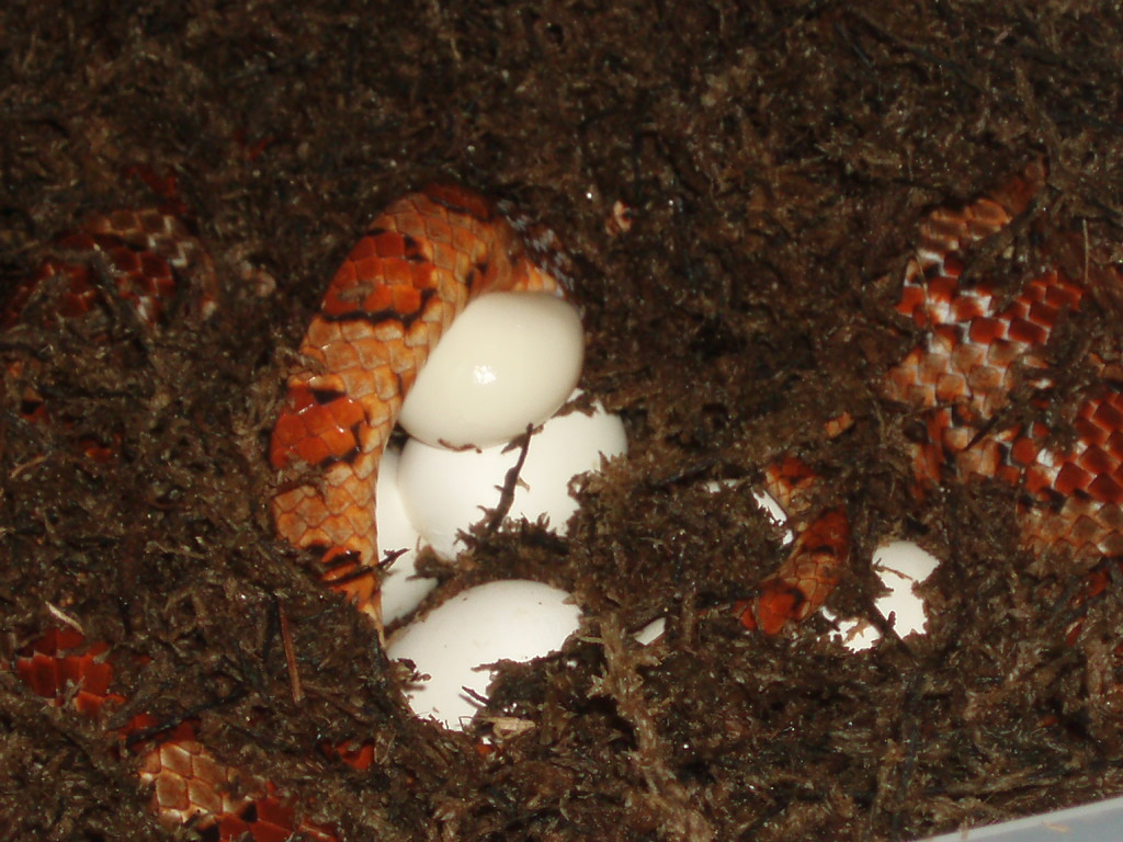female corn laying 27 eggs