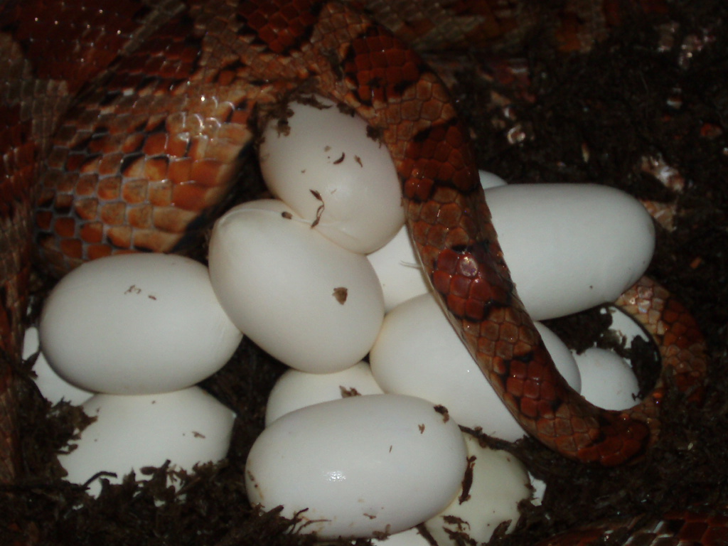 corn with eggs again