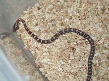 hatchling corn