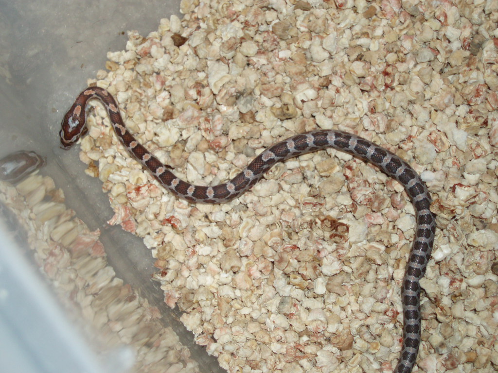 hatchling corn