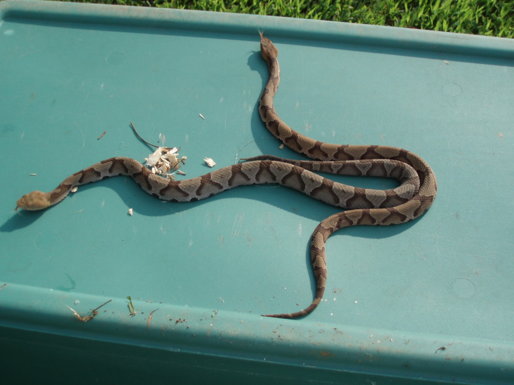Roanoke Va and Bostic Nc Copperheads