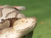 Roanoke Copper