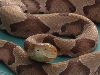 Bostic Nc copperhead
