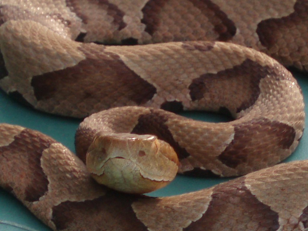Bostic Nc copperhead