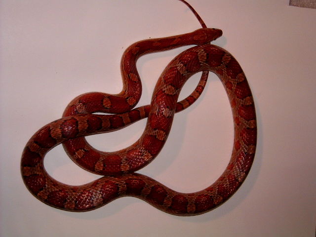 female corn het stripe lavender