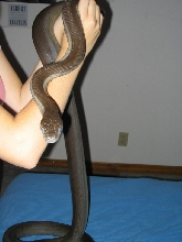 Olive Python