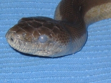 Olive Python