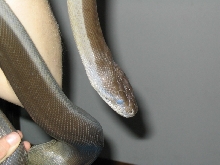 Olive Python