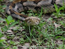 Canebrake Rattlesnake
