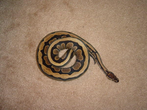 striped ball