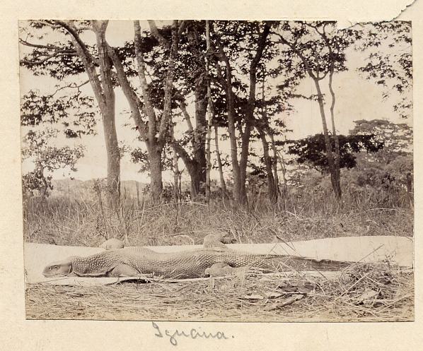 1905 Photo