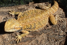 Zilla
