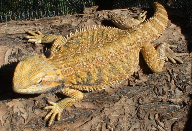 Zilla