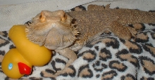 Ducky