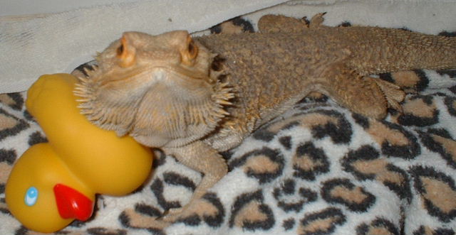 Ducky