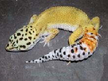 My Male leo!