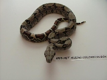 100% Het Albino Columbian Boa