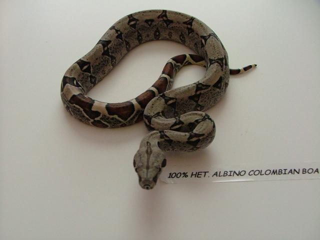 100% Het Albino Columbian Boa