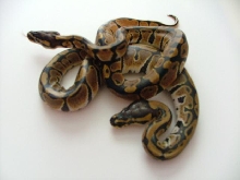 50% het albino balls