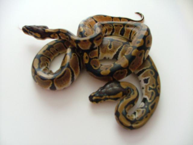 50% het albino balls