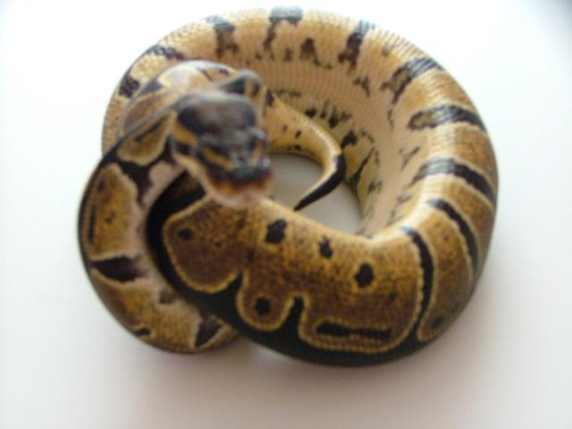04 Female Ball Python