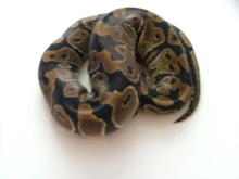 04' Female Ball Python