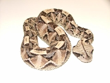 Baby Gaboon Male
