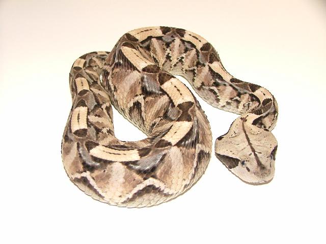 Baby Gaboon Male