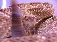 South American Chaco Rattlesnake