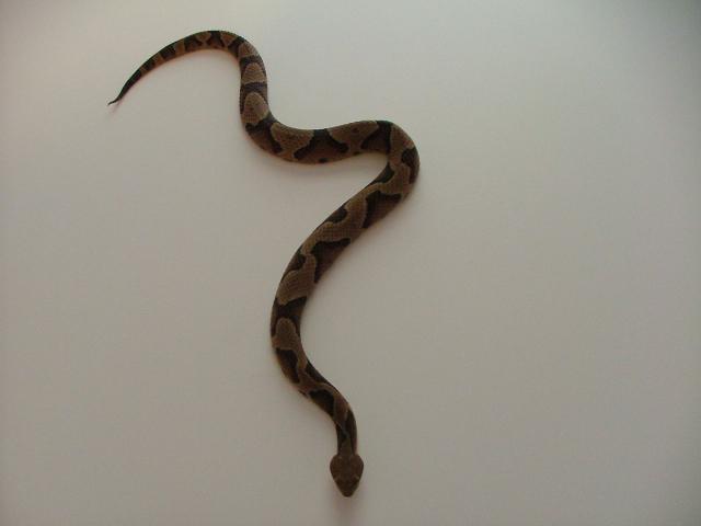 My souther Copperhead