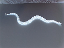Copperhead GLO