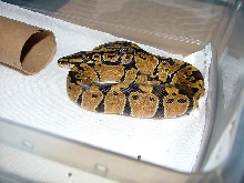 Spotted Head