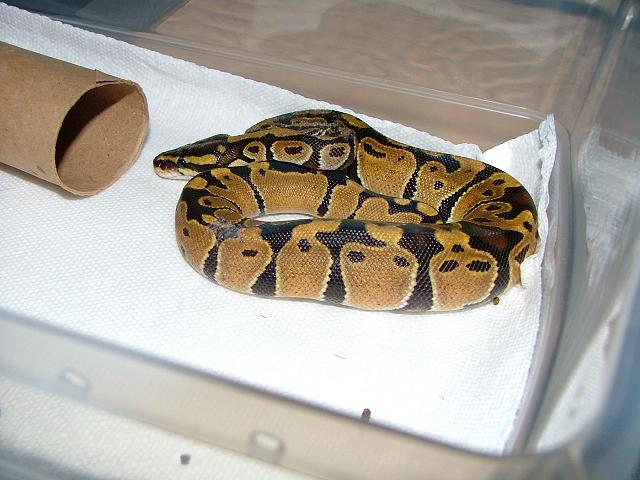 Spotted Head