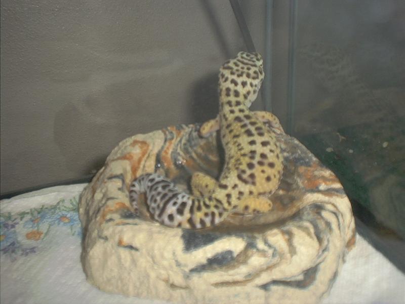 Amaya