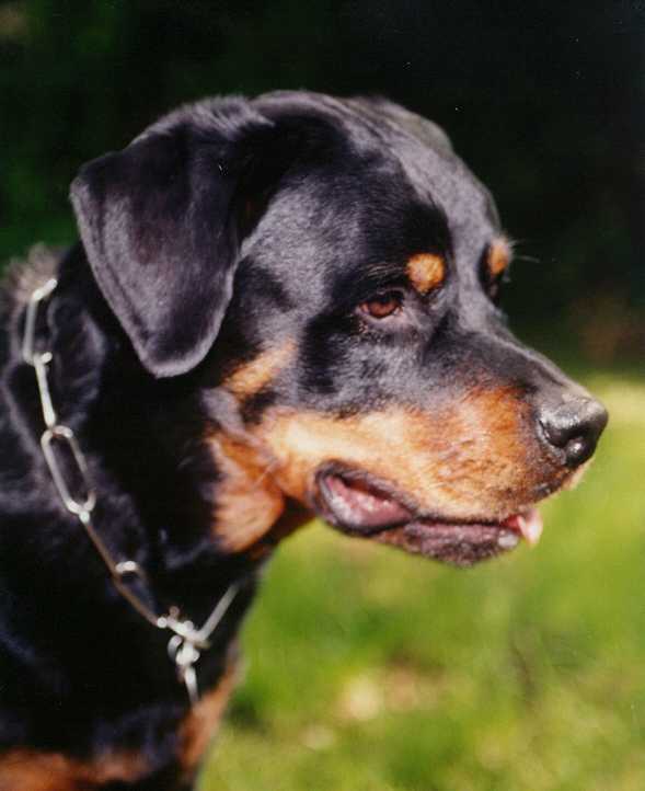 Max