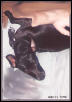 Rat Terrier